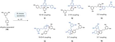 Study of phenoxy radical couplings using the enzymatic secretome of Botrytis cinerea